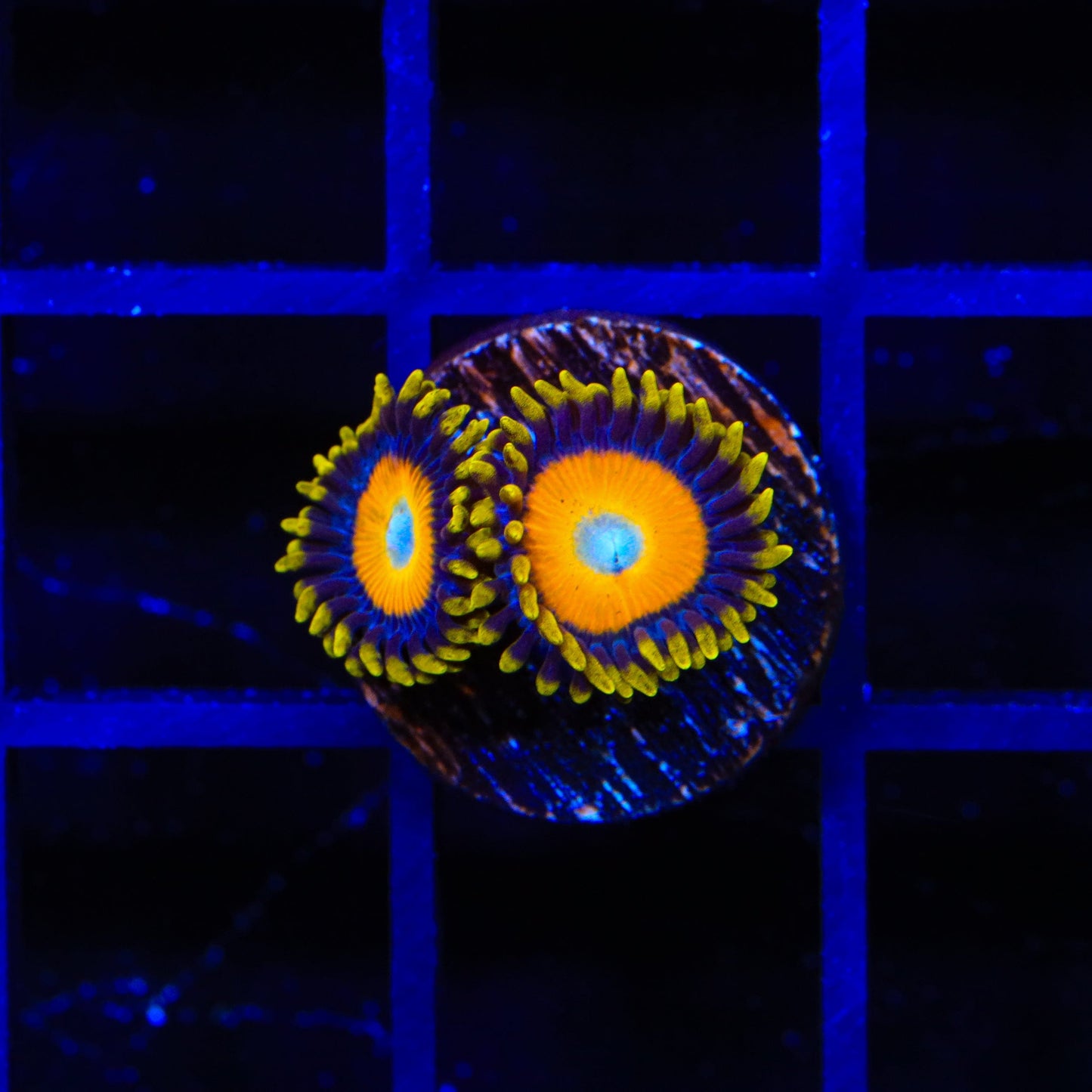 Scrambled Eggs Zoanthids Coral