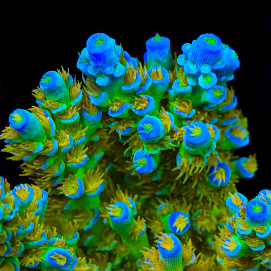 Sexy Corals Orange Passion Tenuis Acropora Coral