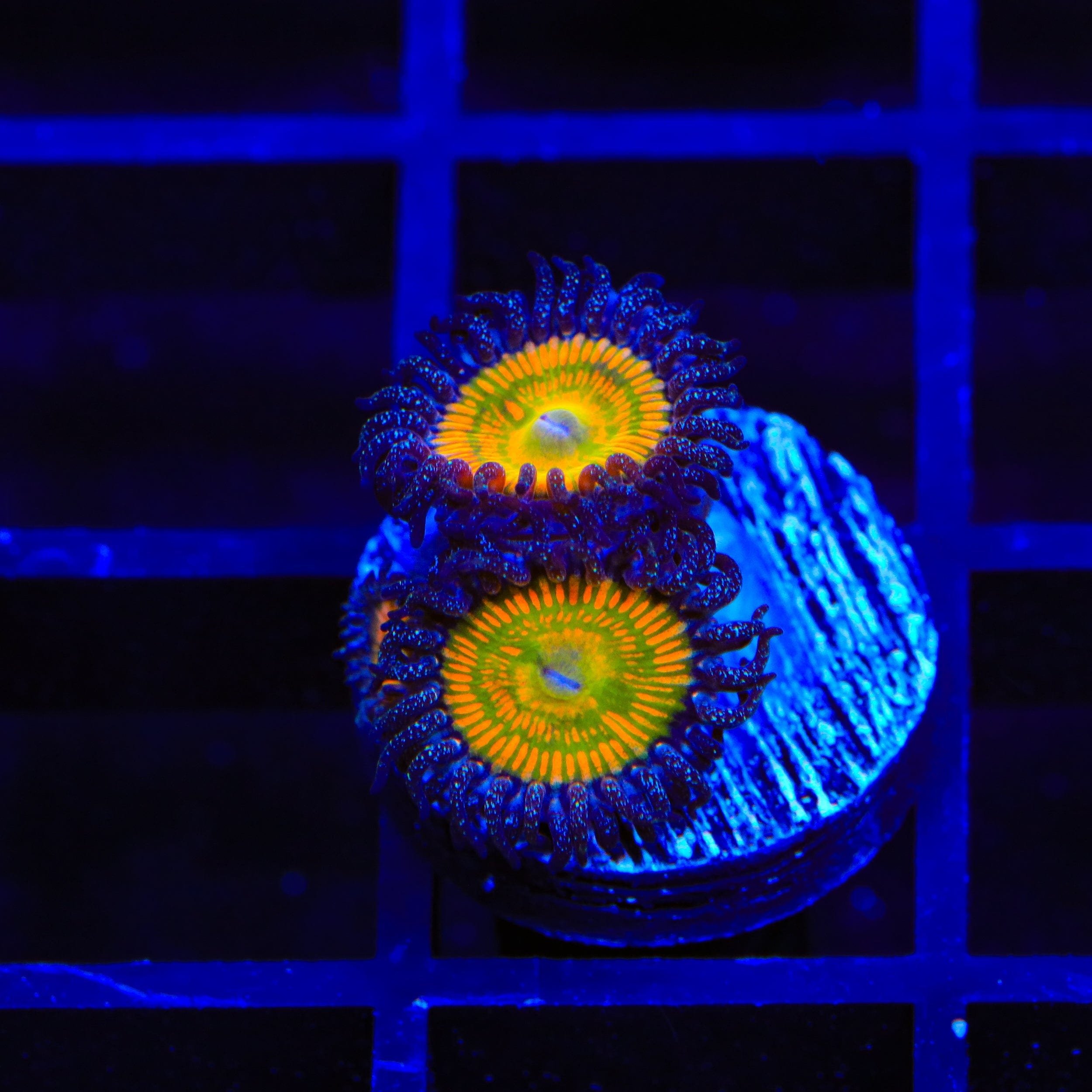 Sunny D Zoanthids Coral