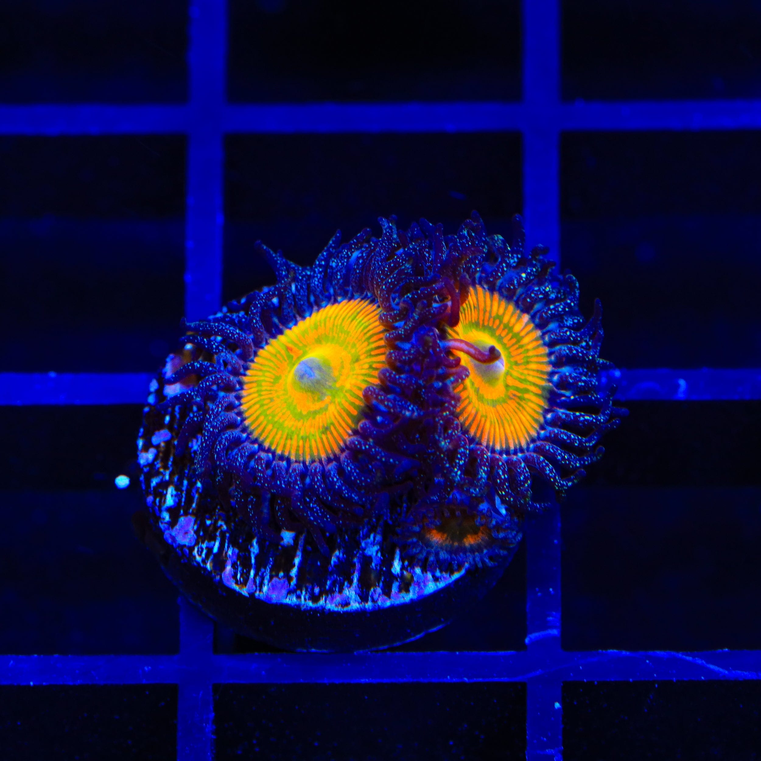 Sunny D Zoanthids Coral