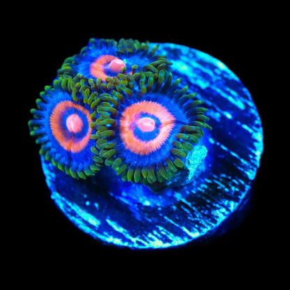 Supergirl Zoanthids Coral