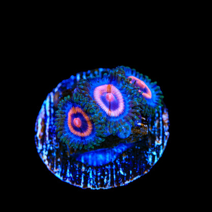 Supergirl Zoanthids Coral