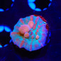 Teal Cosmic Candy Bounce Chalice Coral