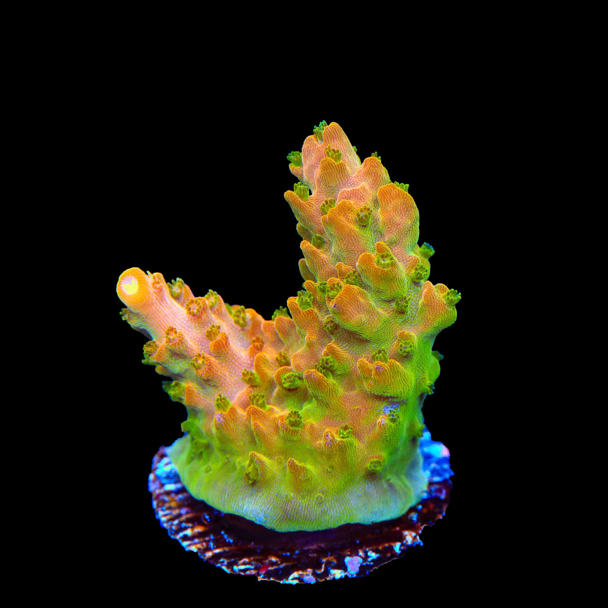 TGC Orange Creamsicle Acropora Coral