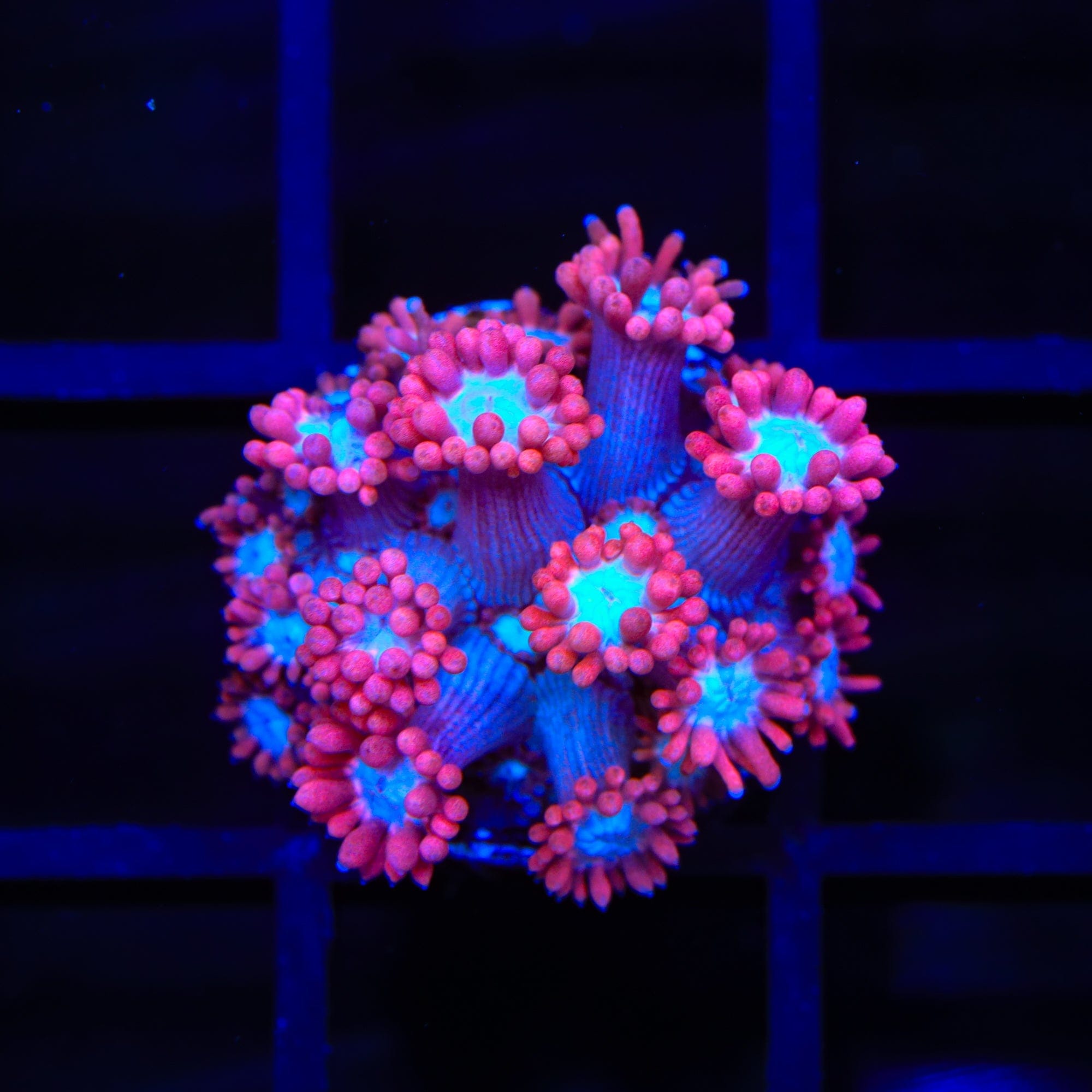 TSA Alice In Wonderland Goniopora Coral