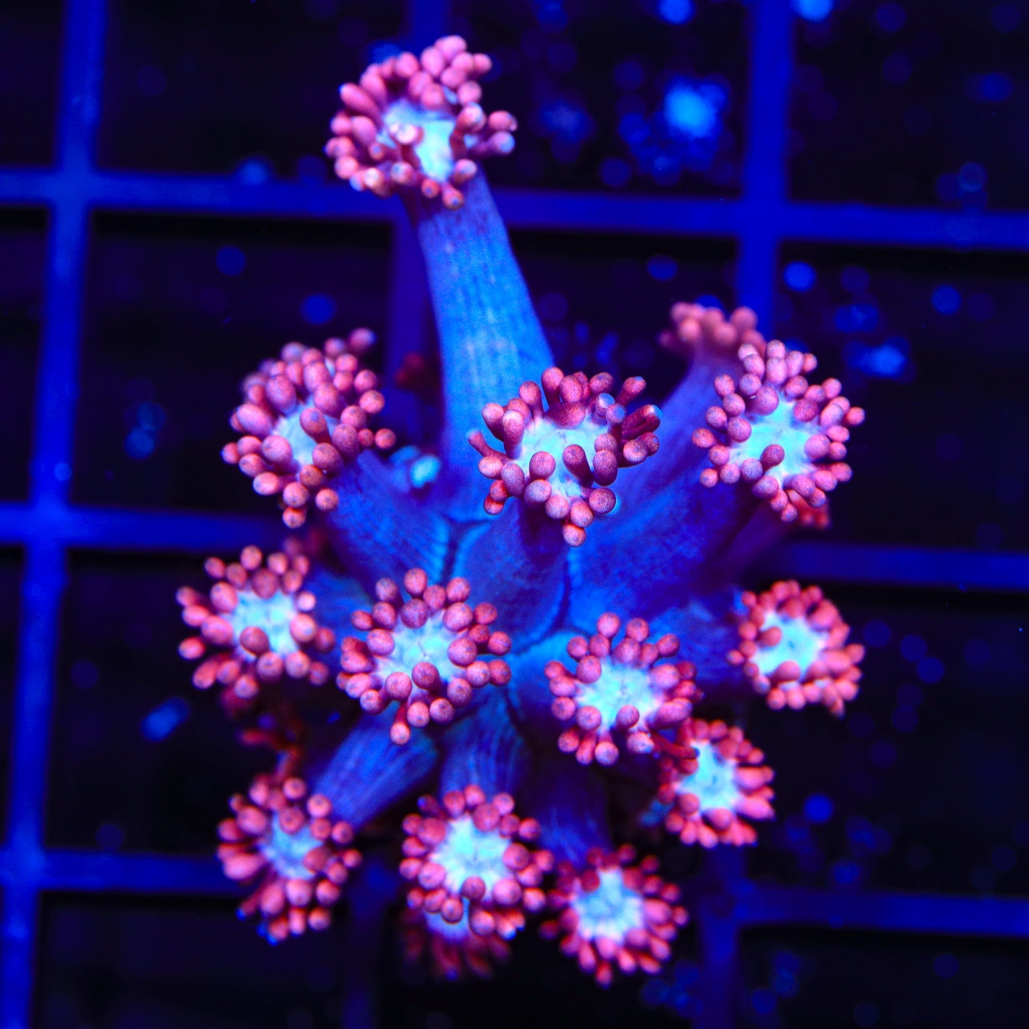 TSA Alice In Wonderland Goniopora Coral