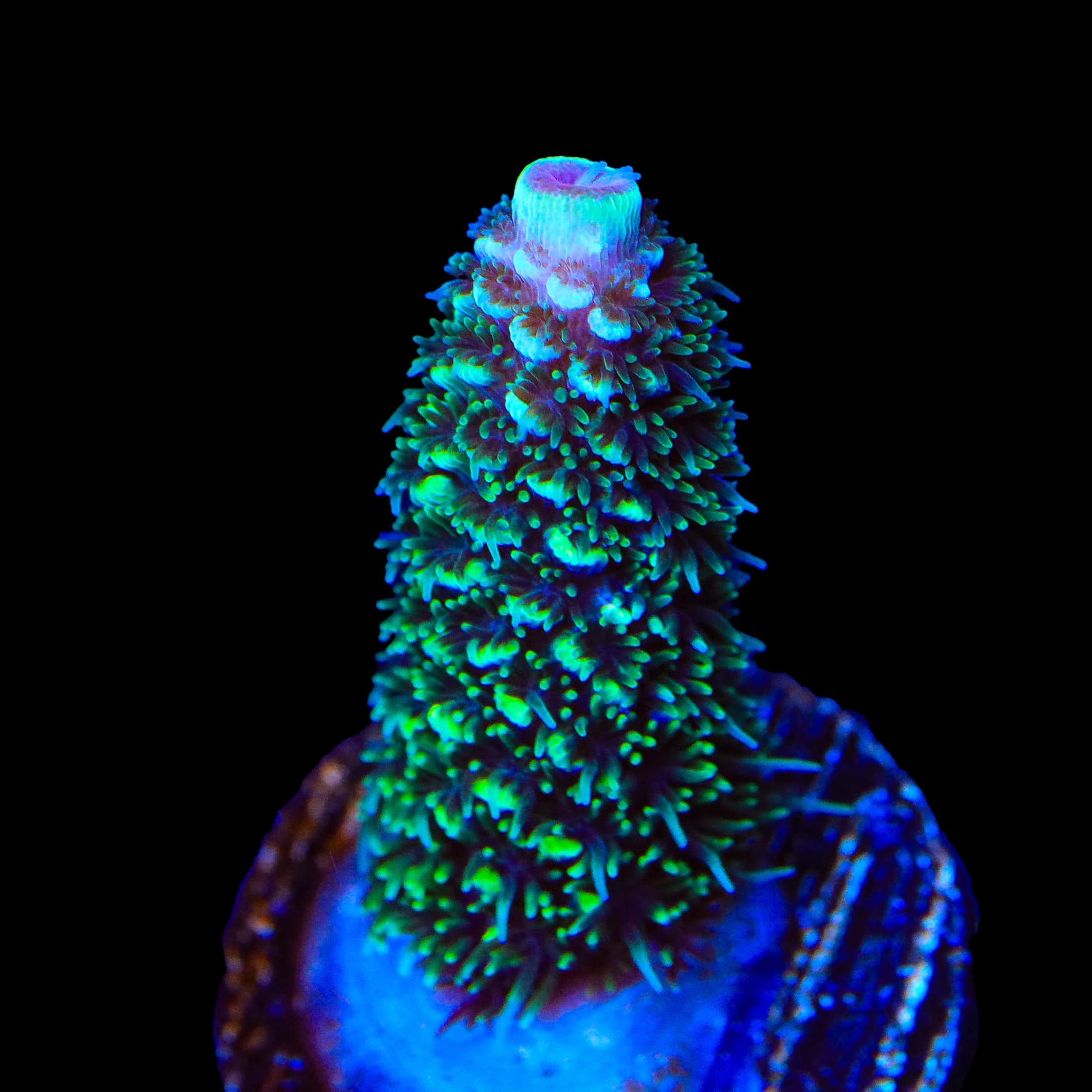 TSA Aqua Matrix Acropora Coral