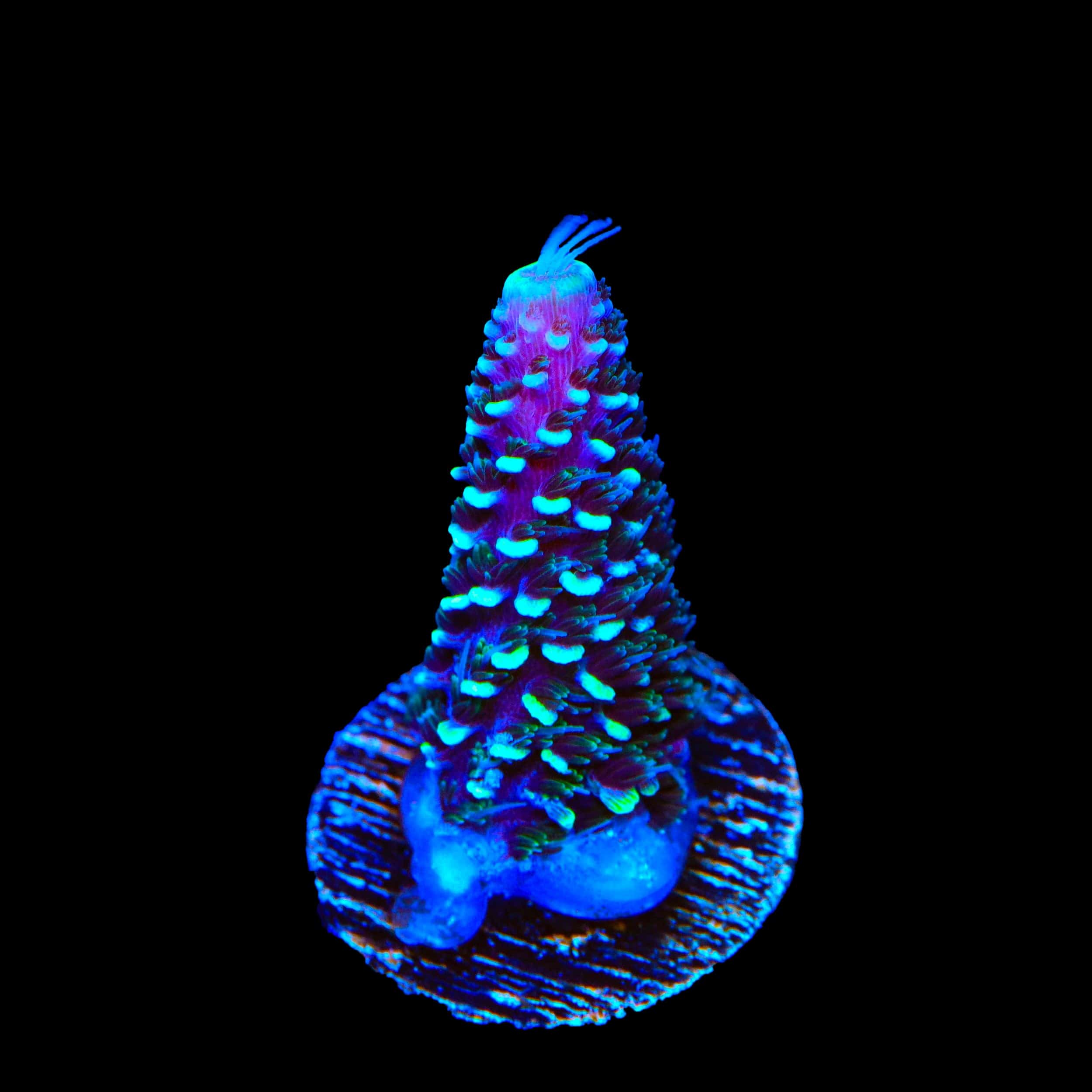 TSA Aqua Matrix Acropora Coral