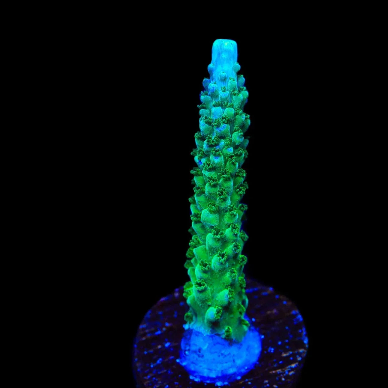 TSA Aquamarine Stag Acropora Coral