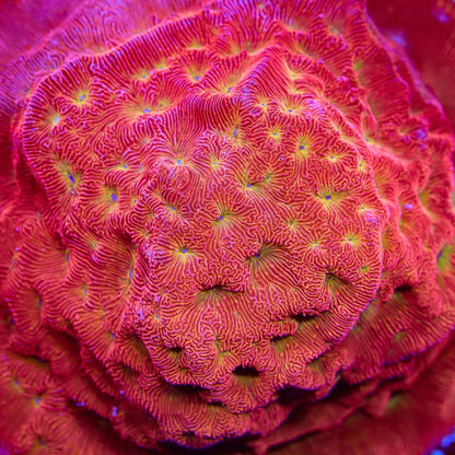 TSA Blood Simple Leptoseris Coral