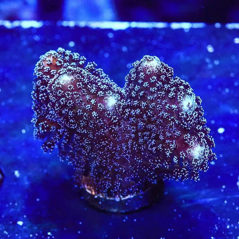 TSA Blueberry Stylophora Coral