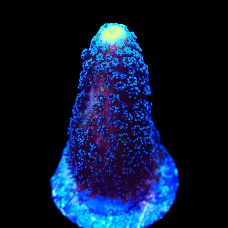 TSA Blueberry Stylophora Coral