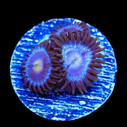 TSA Blueberry Zoanthids Coral
