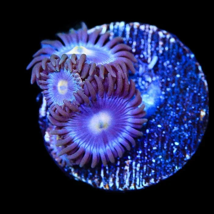 TSA Blueberry Zoanthids Coral