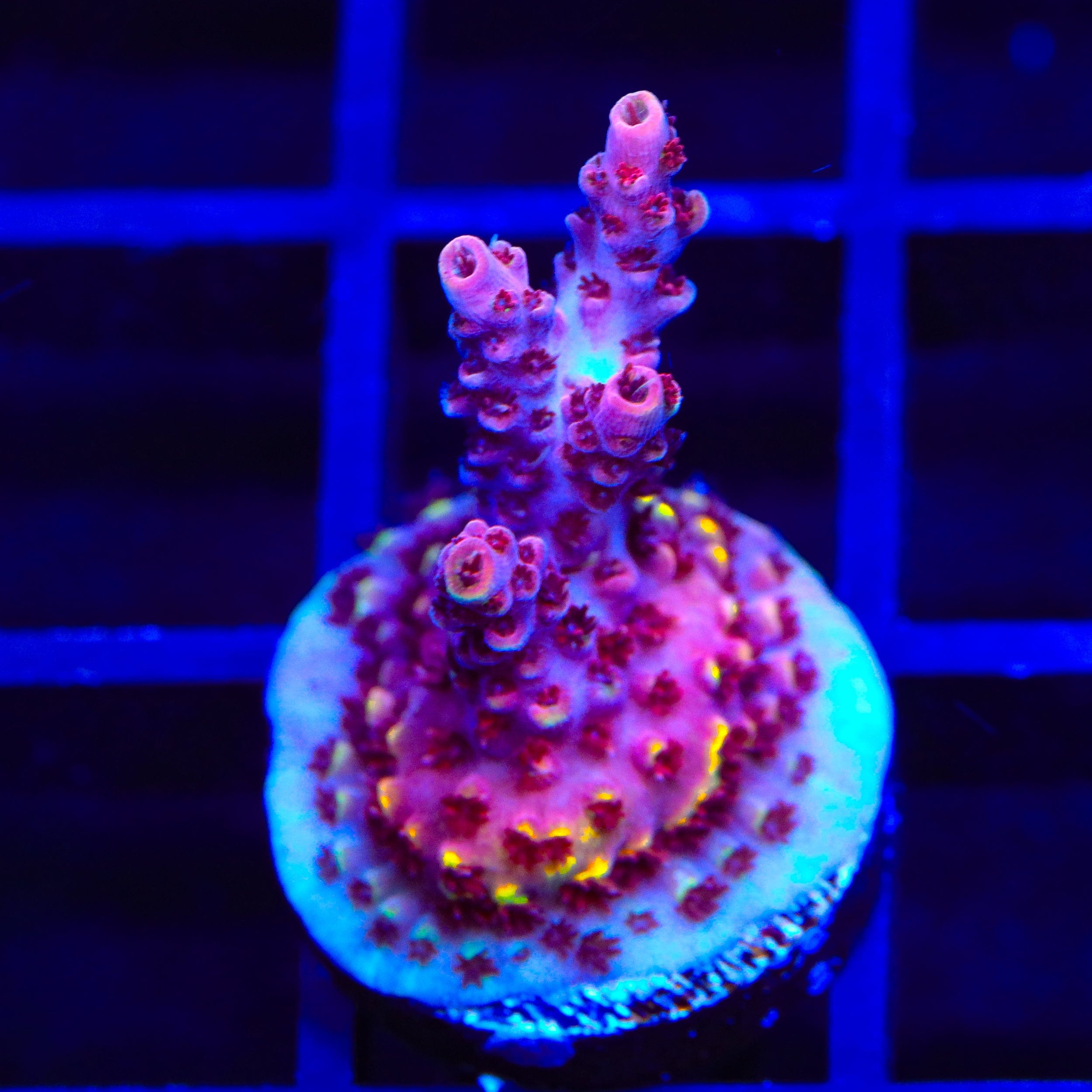 TSA Bo Katan Acropora Coral