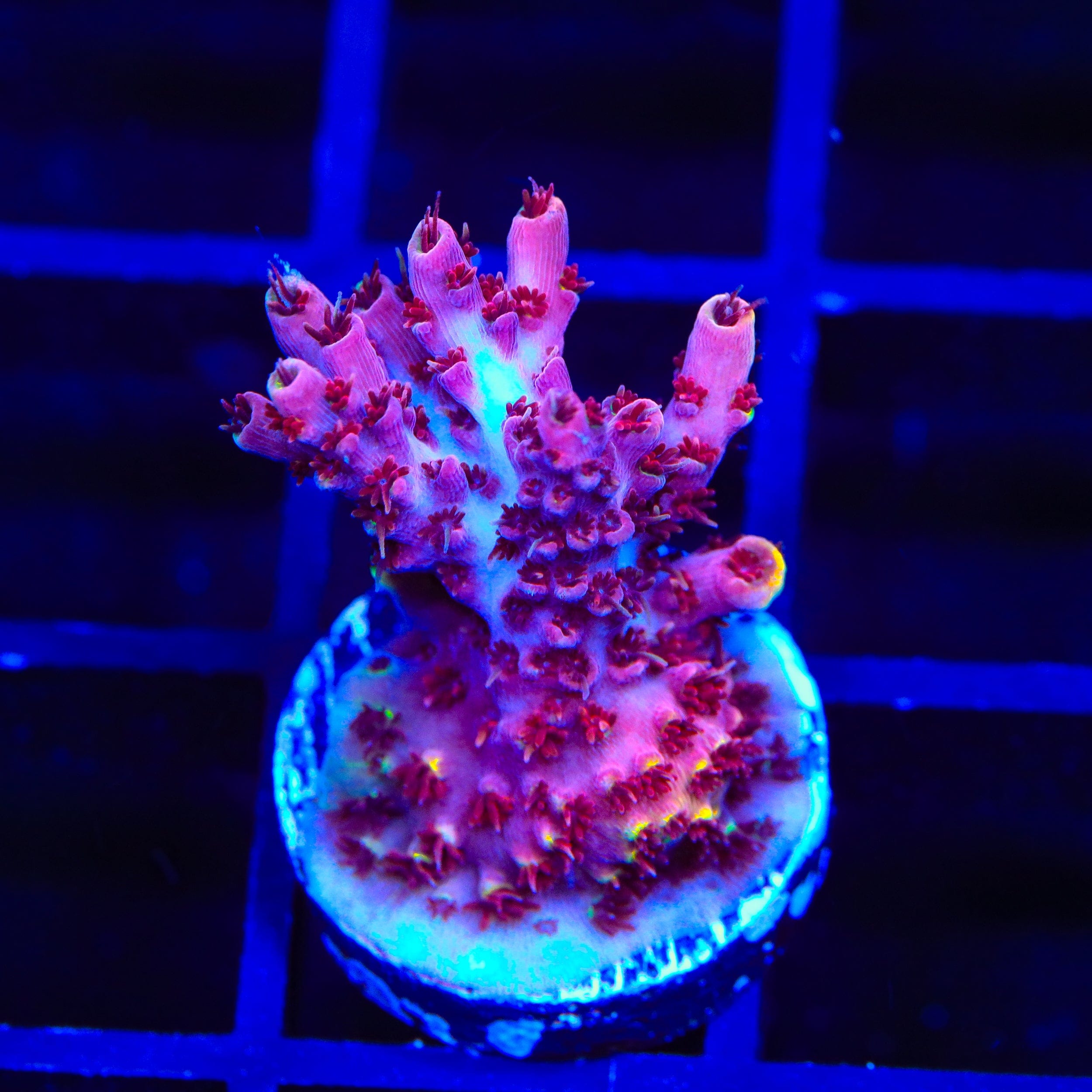 TSA Bo Katan Acropora Coral