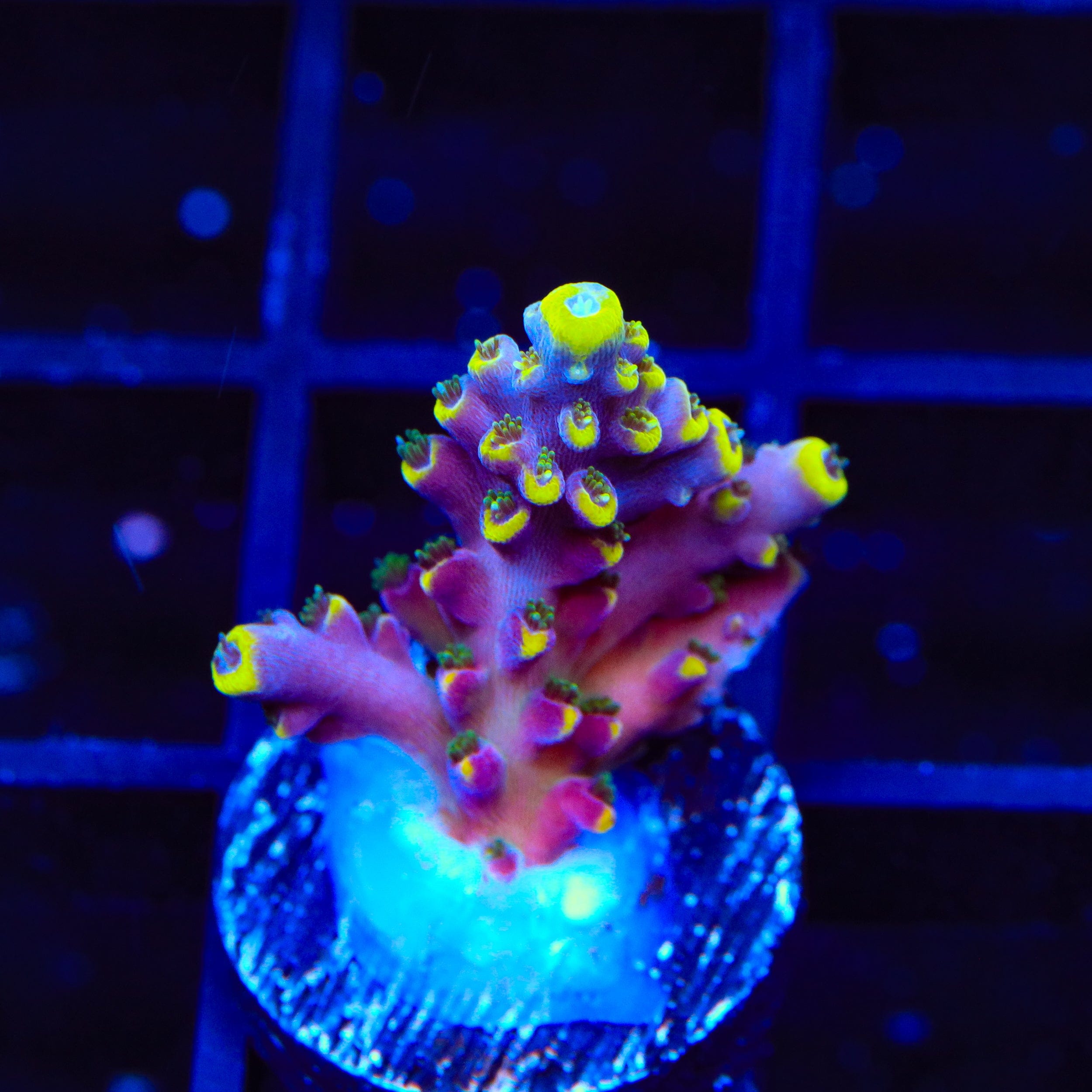 TSA Bollywood Acropora Coral