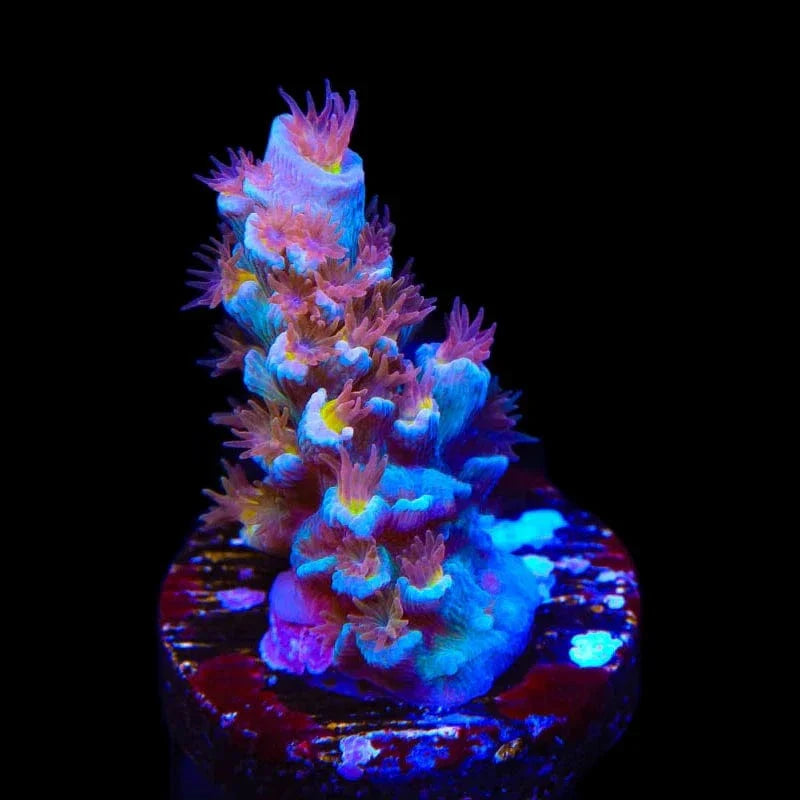 TSA Bubbleyum Tenuis Acropora Corals