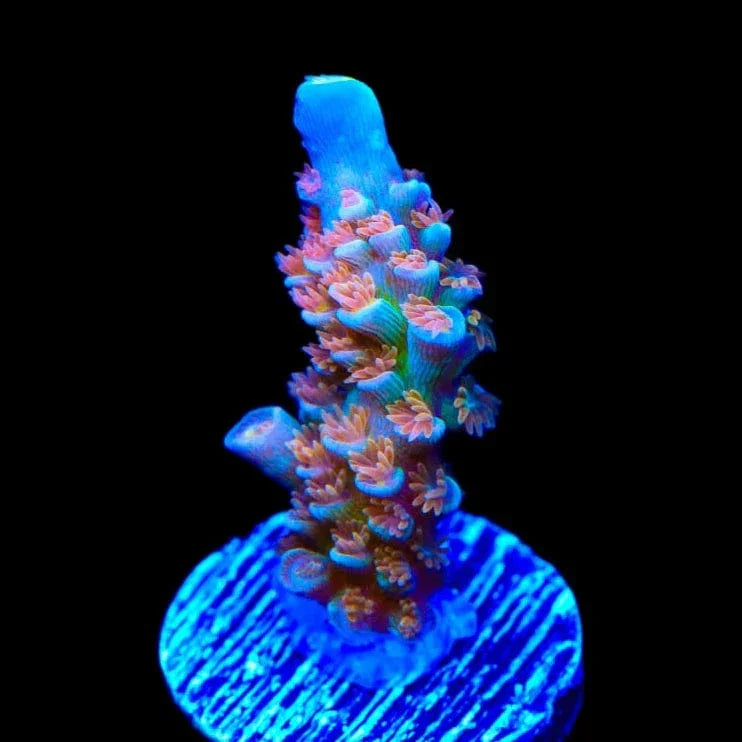 TSA Bubbleyum Tenuis Acropora Corals