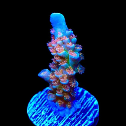 TSA Bubbleyum Tenuis Acropora Corals