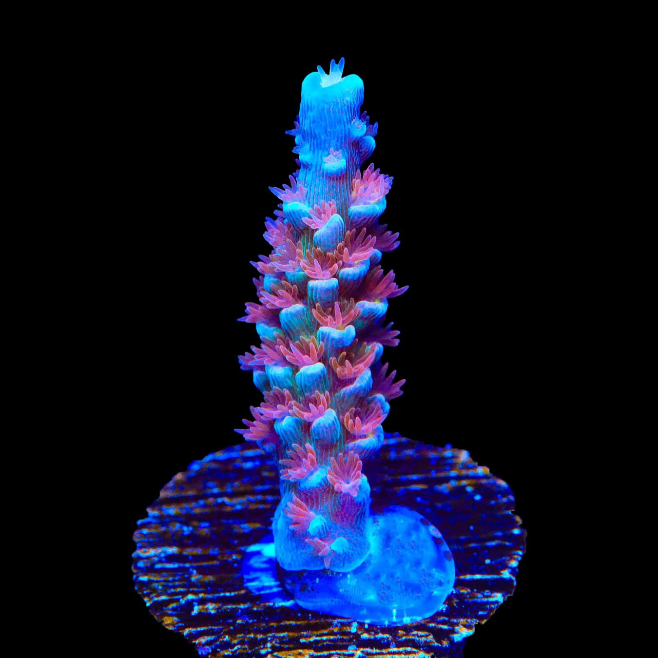 TSA Bubbleyum Tenuis Acropora Coral