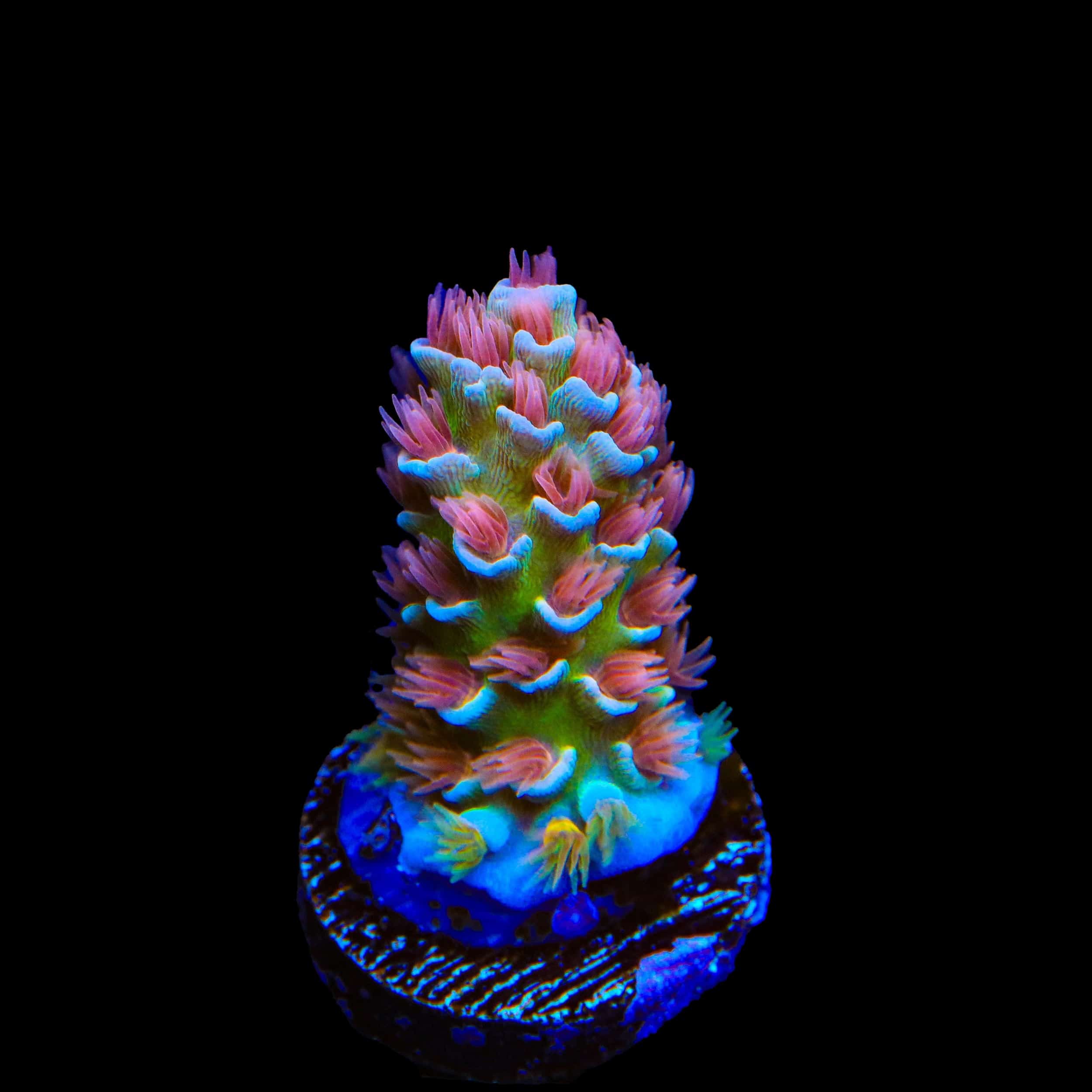 TSA Bubbleyum Tenuis Acropora Coral
