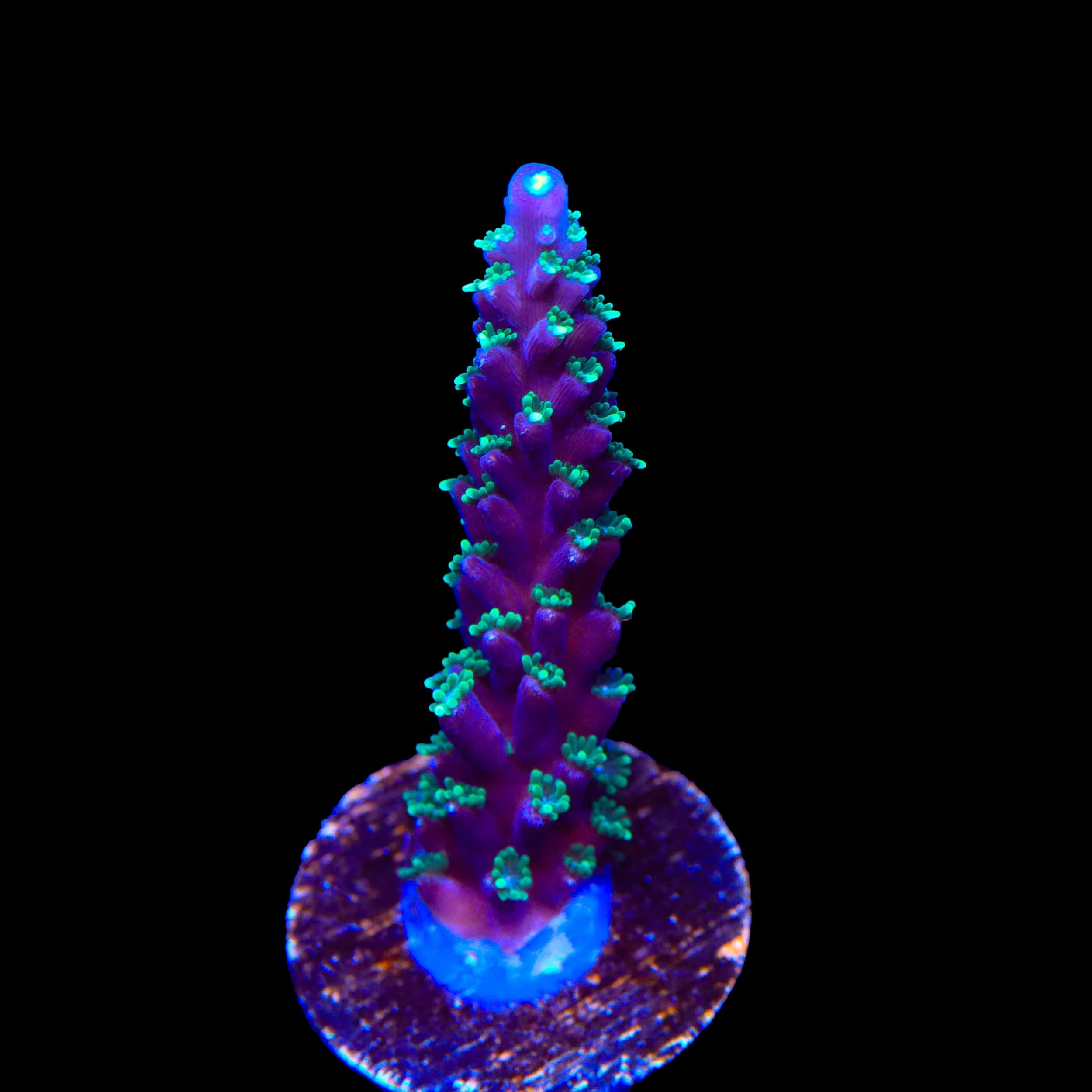 TSA Candlelight Stag Acropora Coral