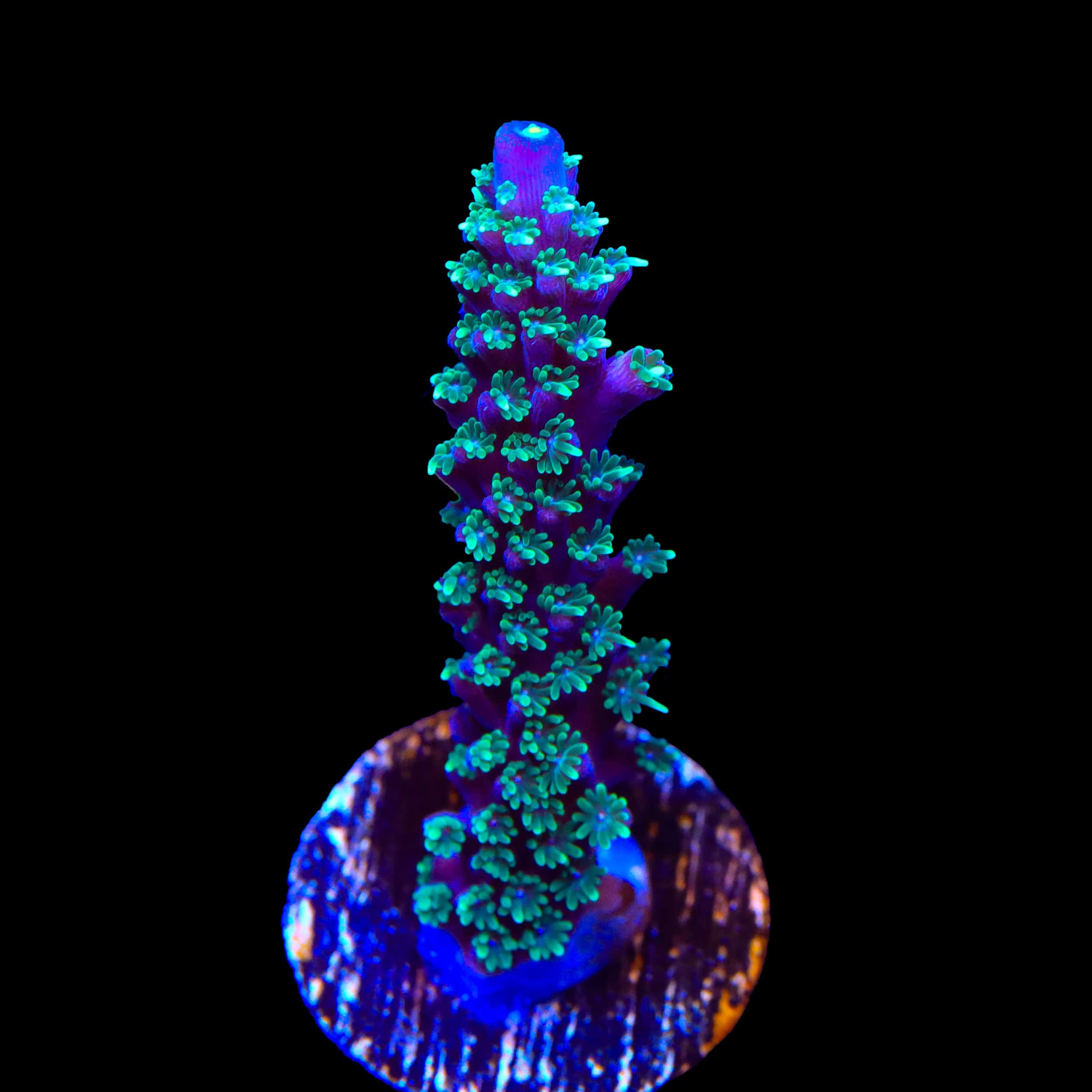 TSA Candlelight Stag Acropora Coral