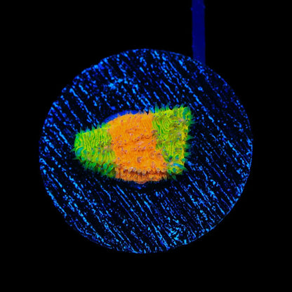 TSA Citrus Blast Grafted Lithophyllon Coral