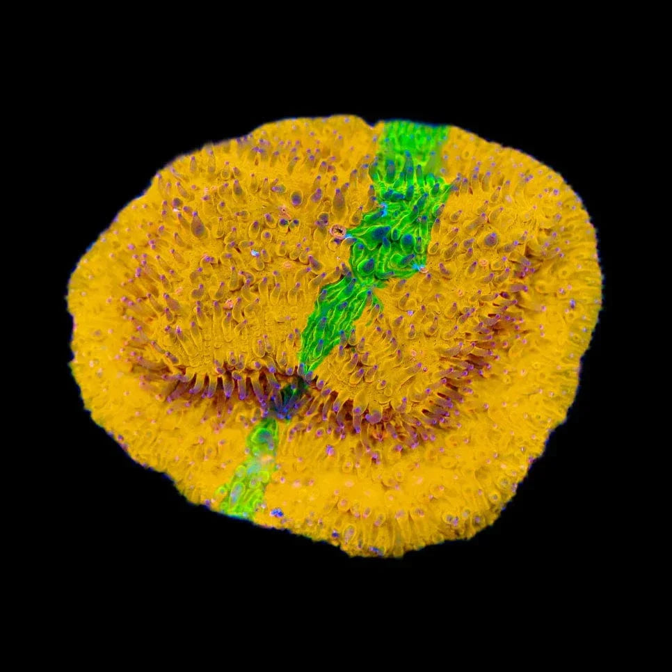 TSA Citrus Blast Grafted Lithophyllon Coral