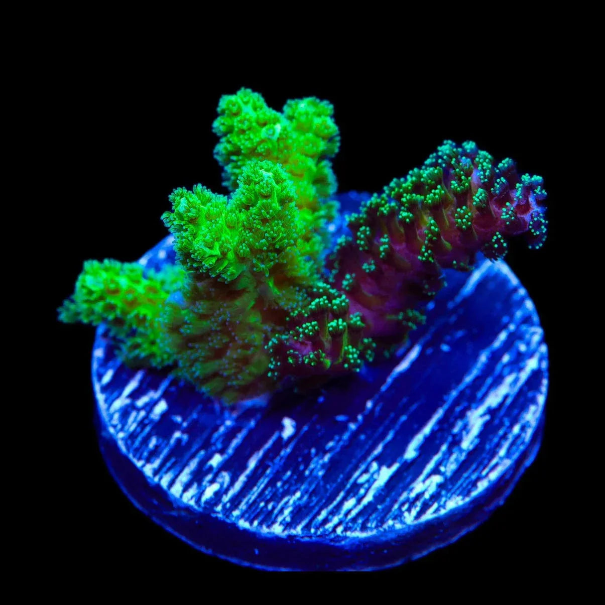 TSA Double Trouble Pocillopora Coral