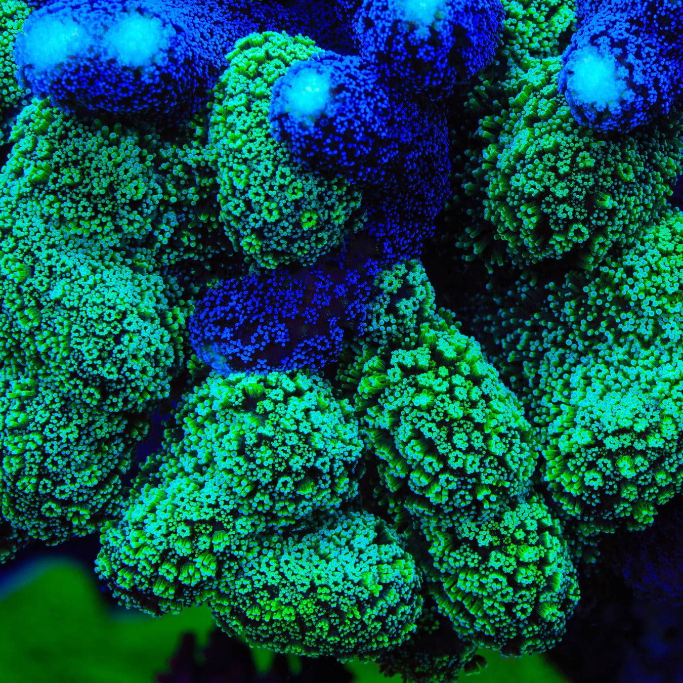 TSA Double Trouble Stylophora Coral