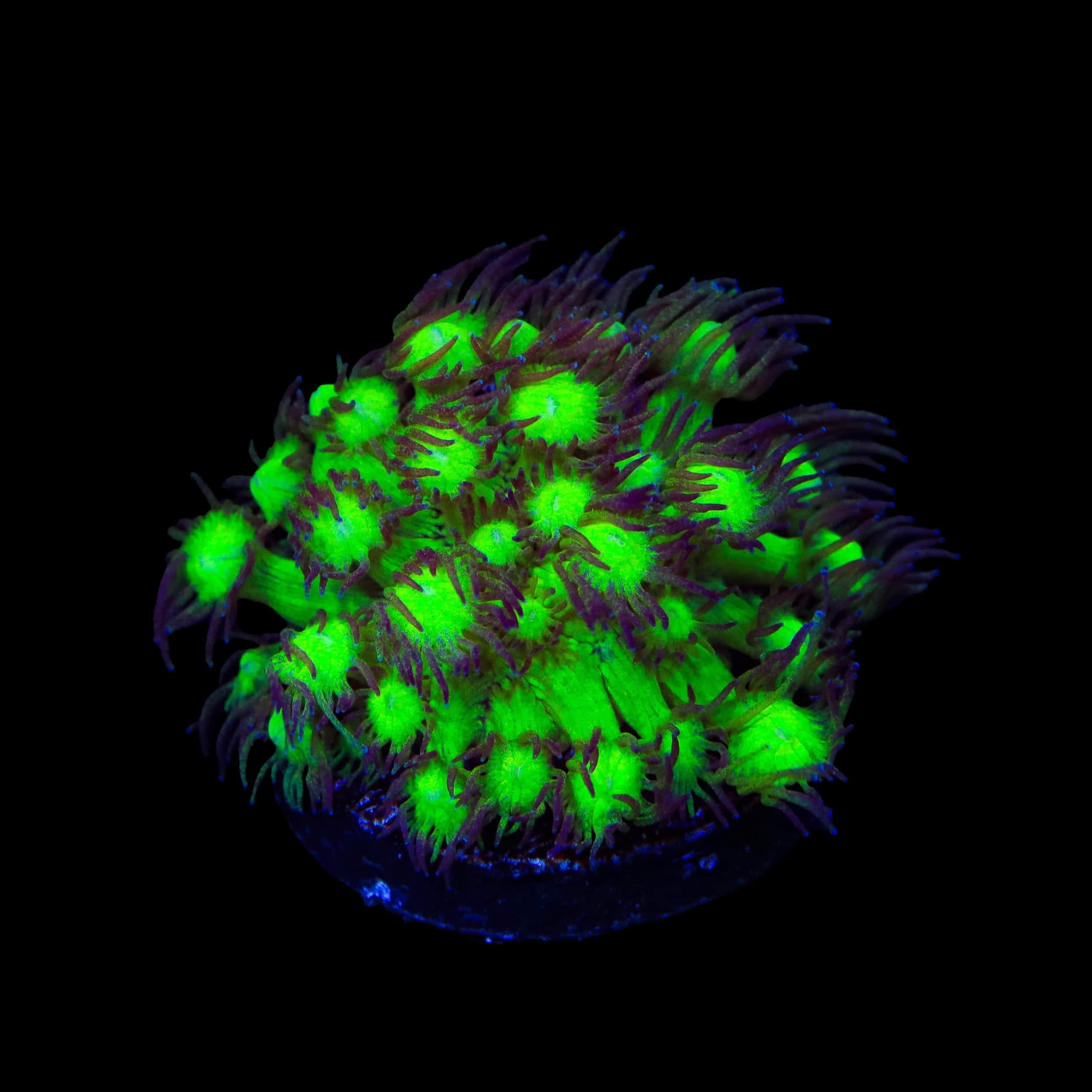 TSA Electric Scream Goniopora Coral