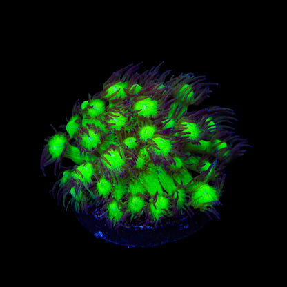 TSA Electric Scream Goniopora Coral