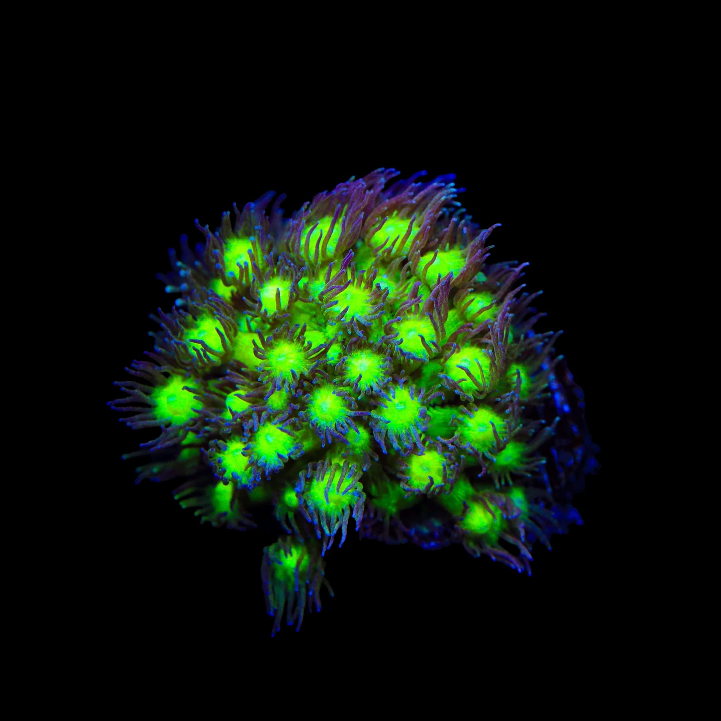 TSA Electric Scream Goniopora Coral