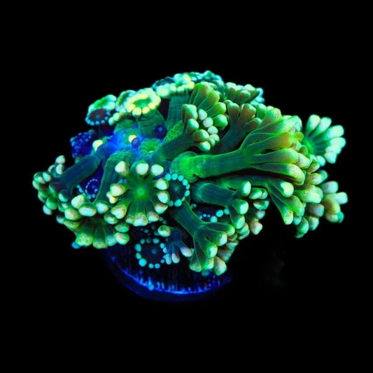 TSA Fantasy League Alveopora Coral