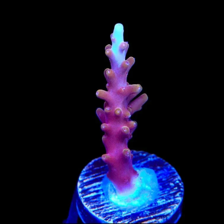 TSA Fire Dragon Acropora Coral