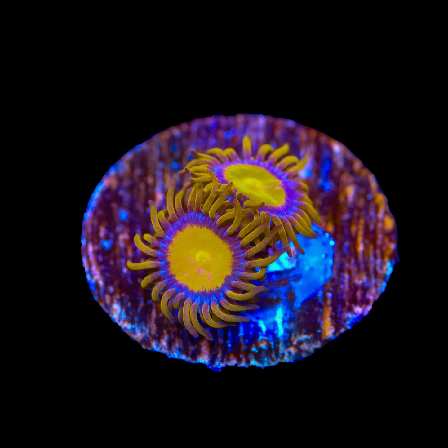 TSA Florida Orange Zoanthids Coral