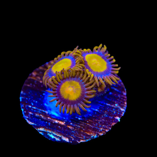TSA Florida Orange Zoanthids Coral