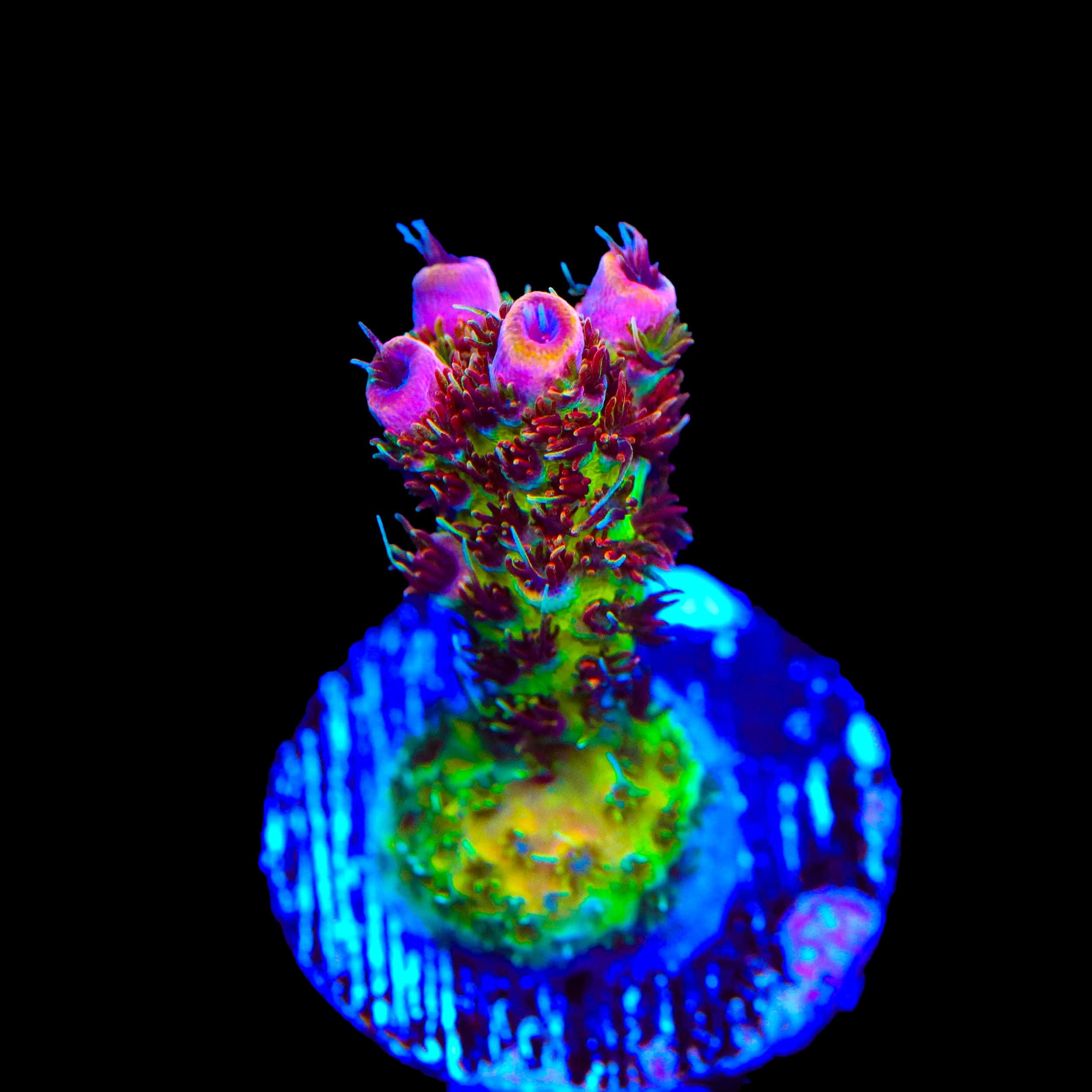 TSA Four Loko Acropora Coral