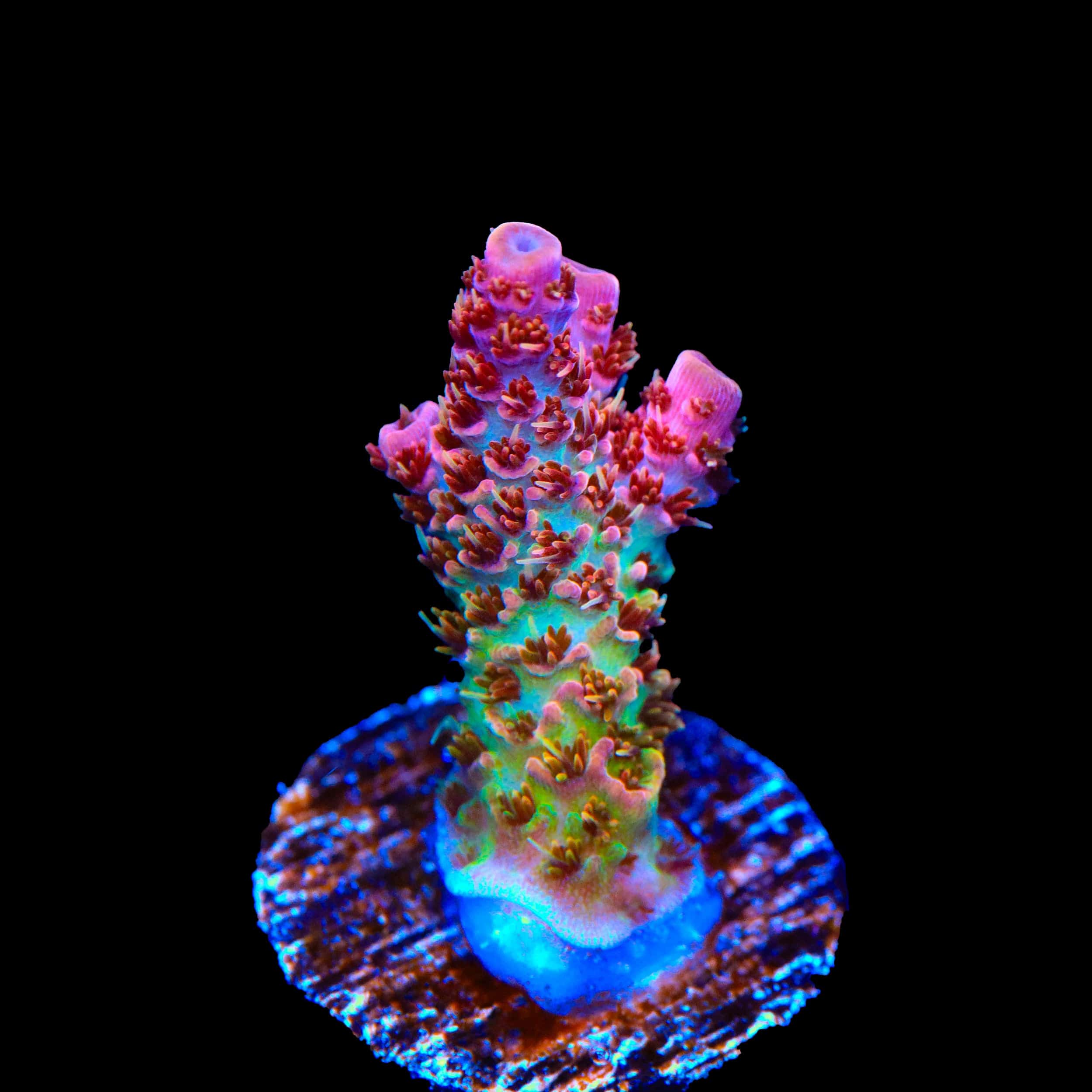 TSA Four Loko Acropora Coral