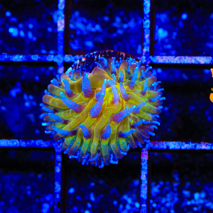 TSA Frosted Sun Aquacultured Plate Coral