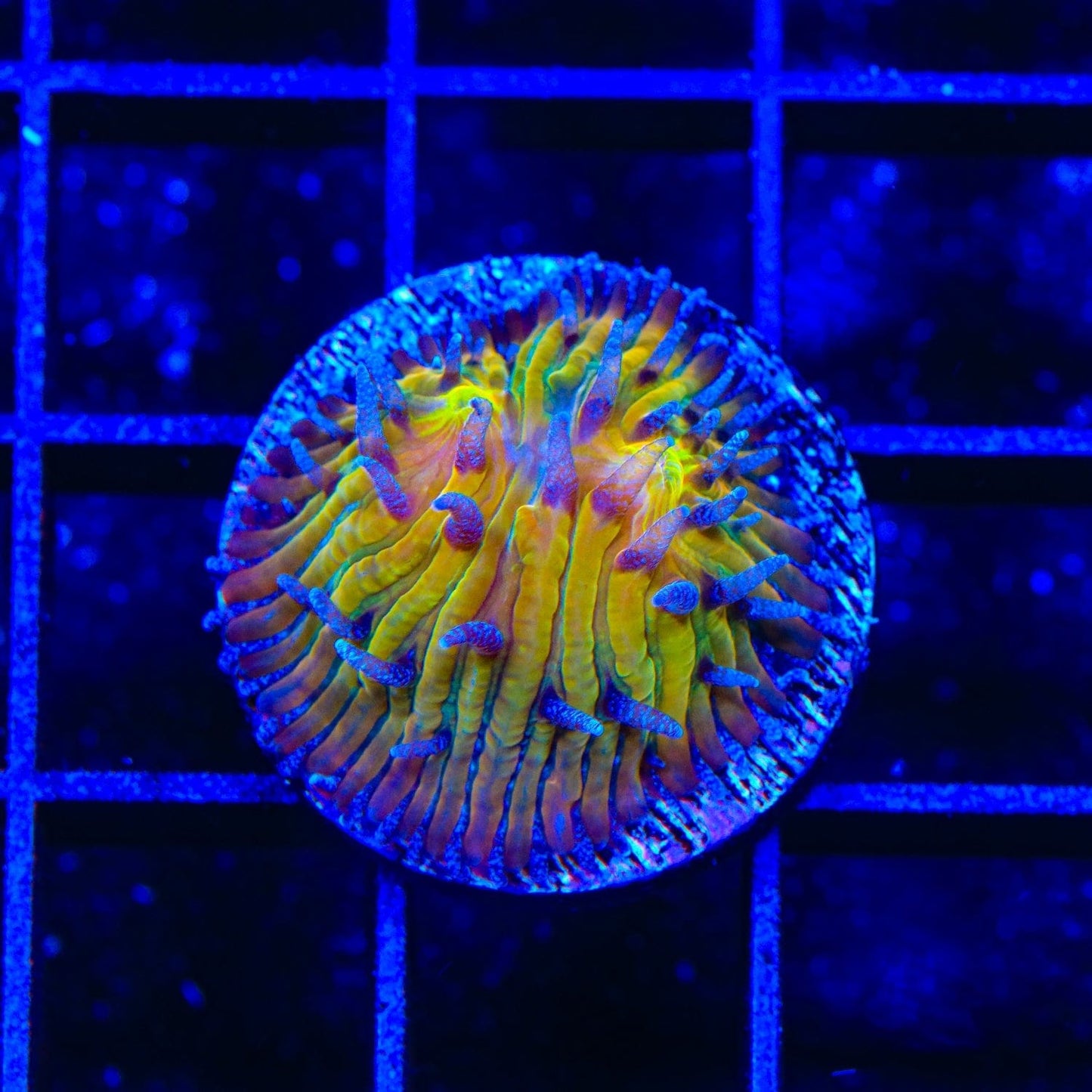 TSA Frosted Sun Aquacultured Plate Coral