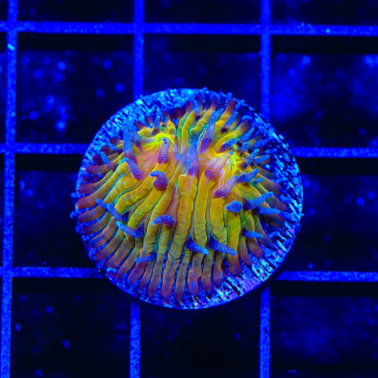 TSA Frosted Sun Aquacultured Plate Coral