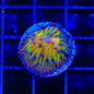 TSA Frosted Sun Aquacultured Plate Coral