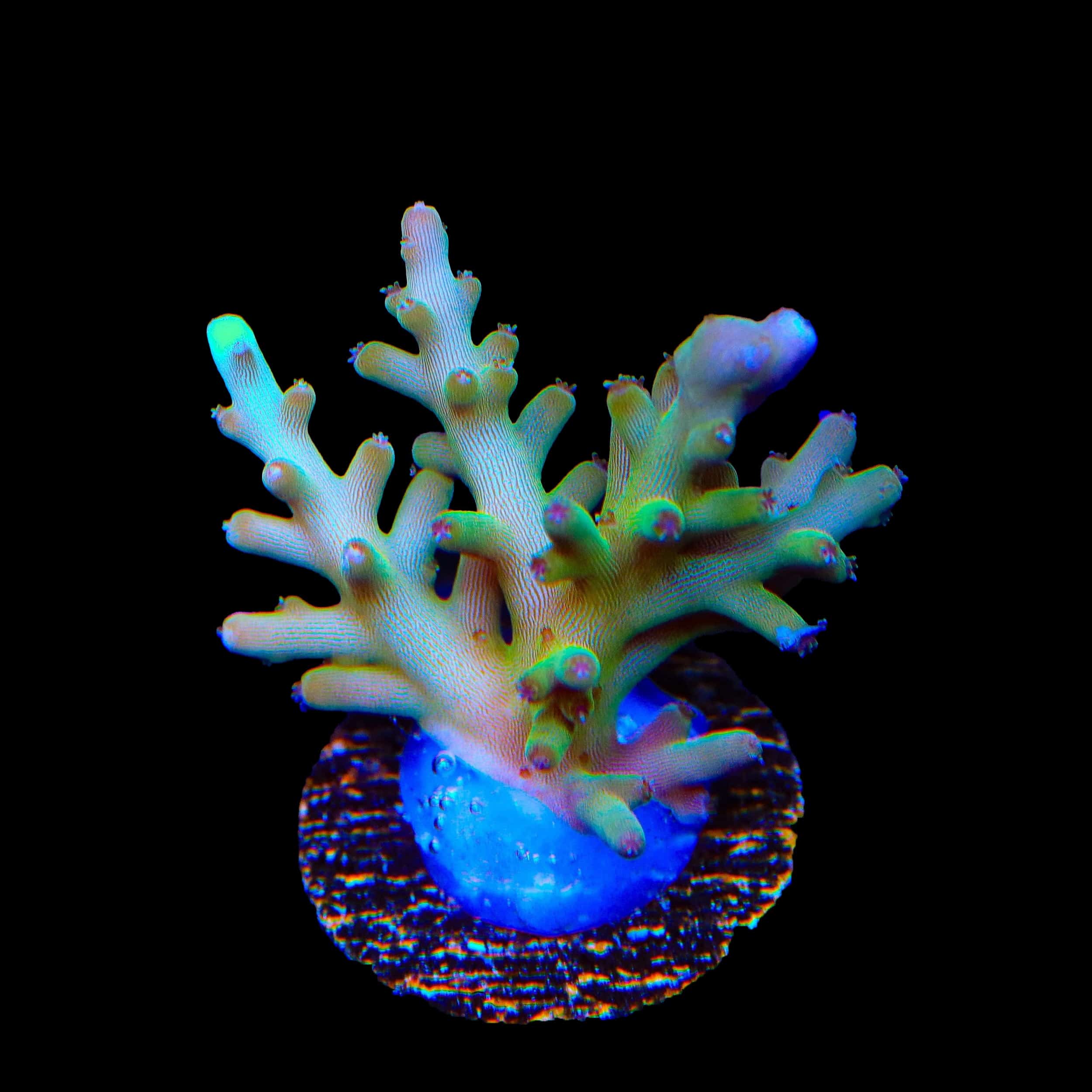 TSA GI Dragon Acropora Coral