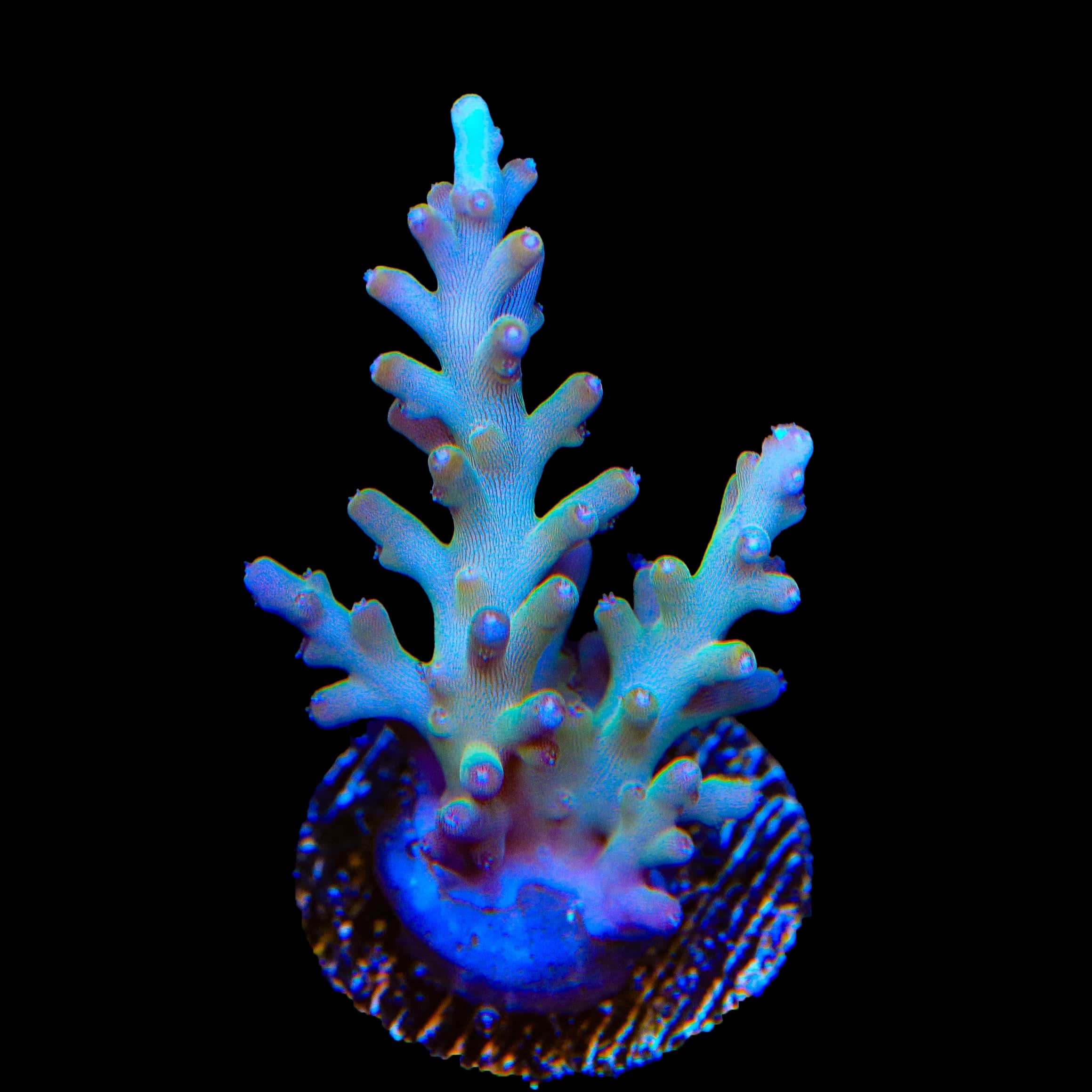 TSA GI Dragon Acropora Coral