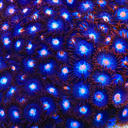 TSA Glow Pop Zoanthids Coral