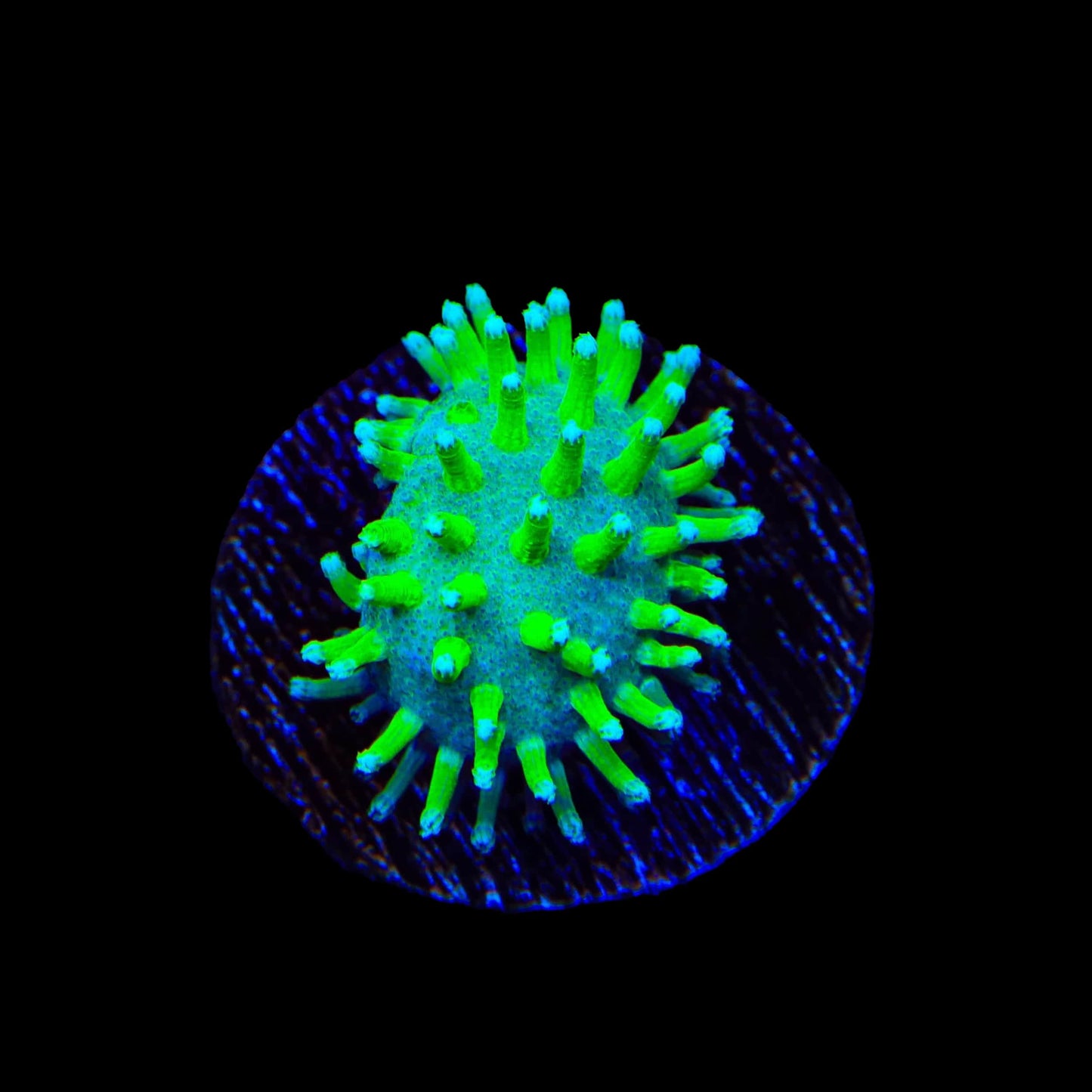 TSA Glowworm Toadstool Leather Coral