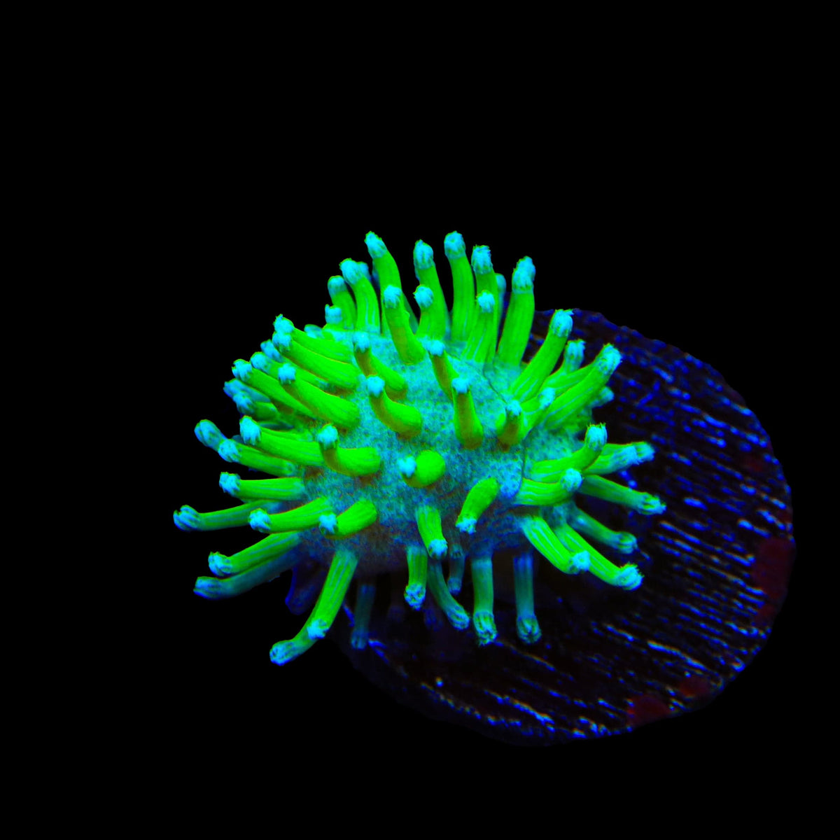 TSA Glowworm Toadstool Leather Coral